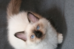 Кот13