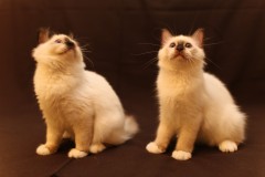 Dendi_Kora_6mesimg_7261