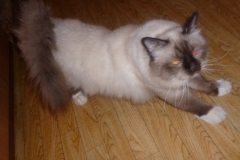 Dendi_3year_P1020118